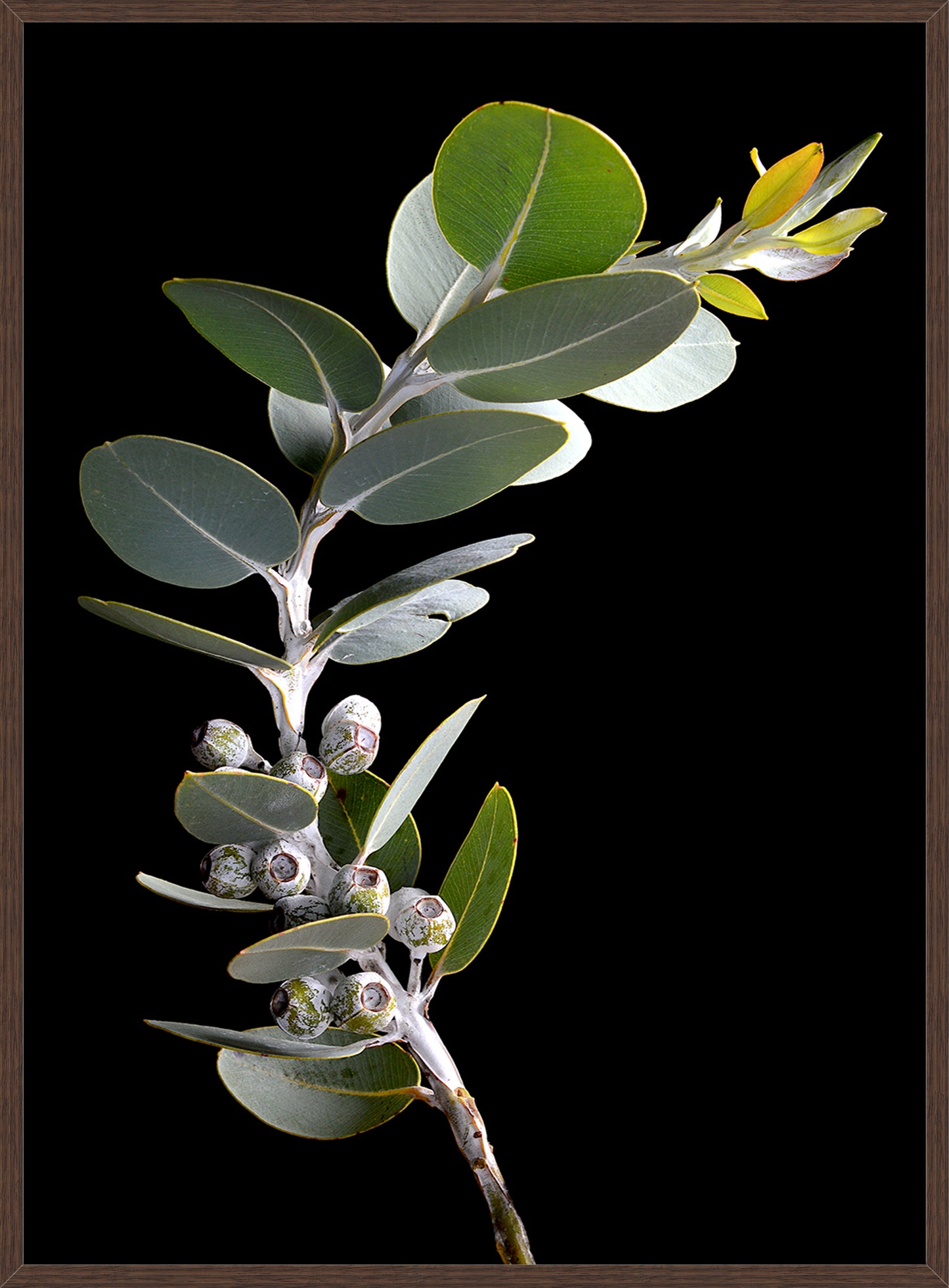 Eucalyptus Tetragona