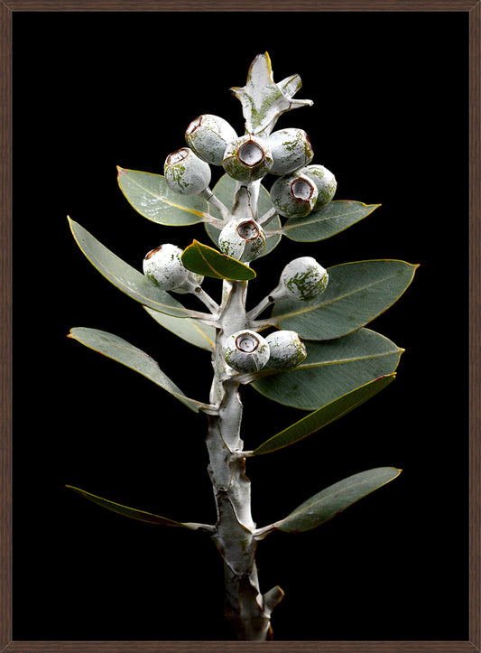 Eucalyptus Tallerack
