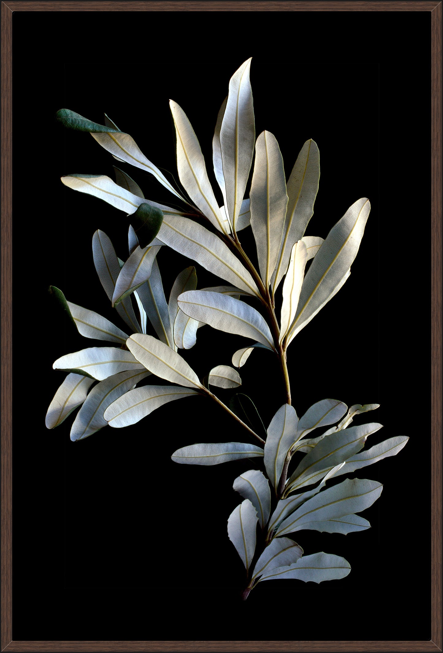 Banksia Leaves
