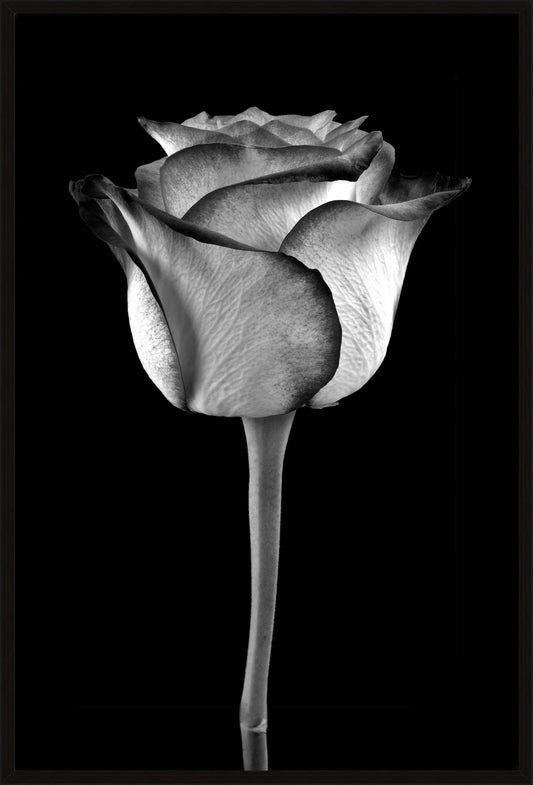 Rose in Black and White - In Stock