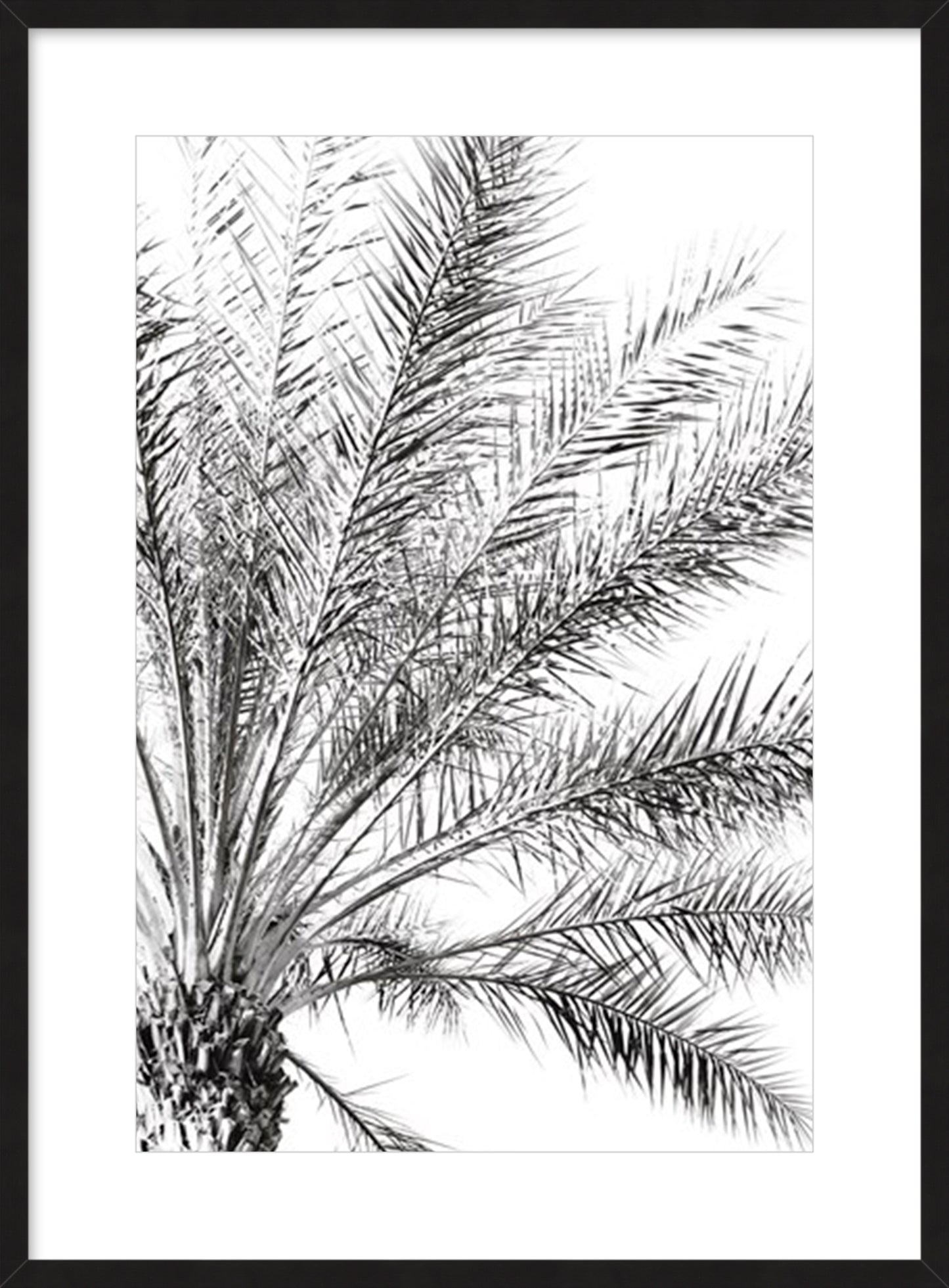Palm Breeze Noir
