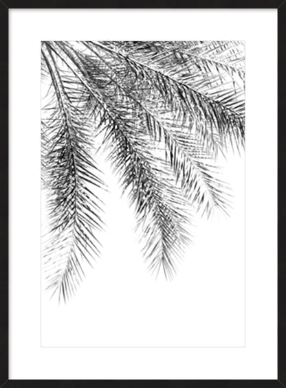 Palm Grace Noir