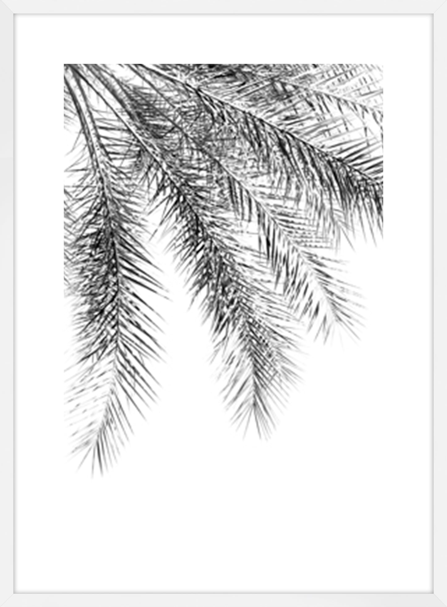 Palm Grace Noir