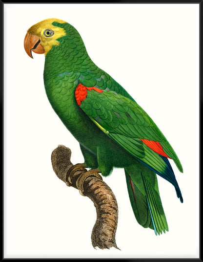Parrot Of The Tropics III - Canvas