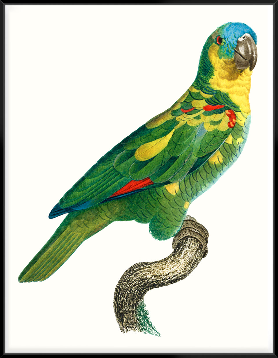Parrot Of The Tropics II - Canvas