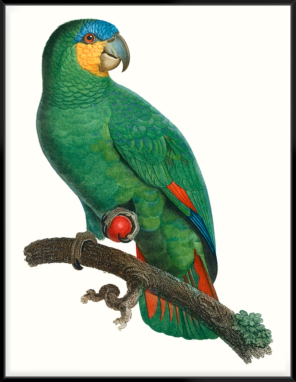 Parrot Of The Tropics I - Canvas