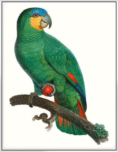 Parrot Of The Tropics I - Canvas