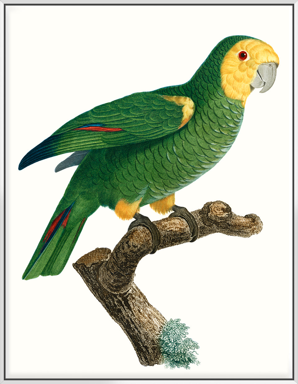 Parrot Of The Tropics IV - Canvas