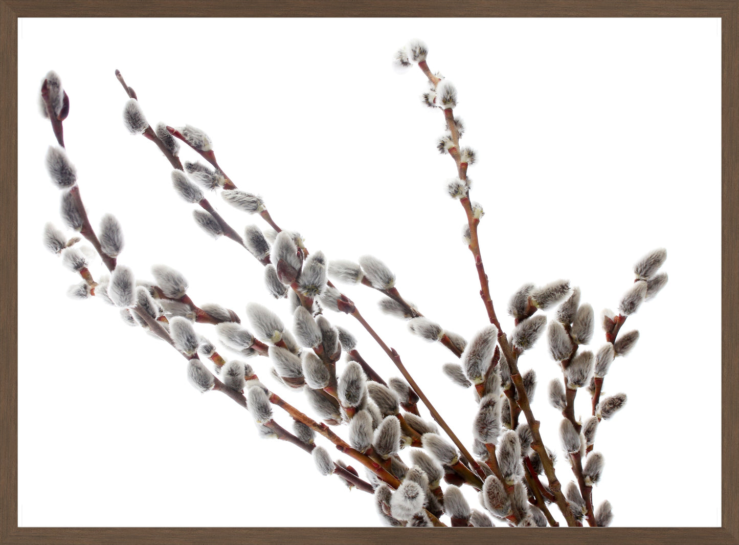 Pussy-Willow Twigs I