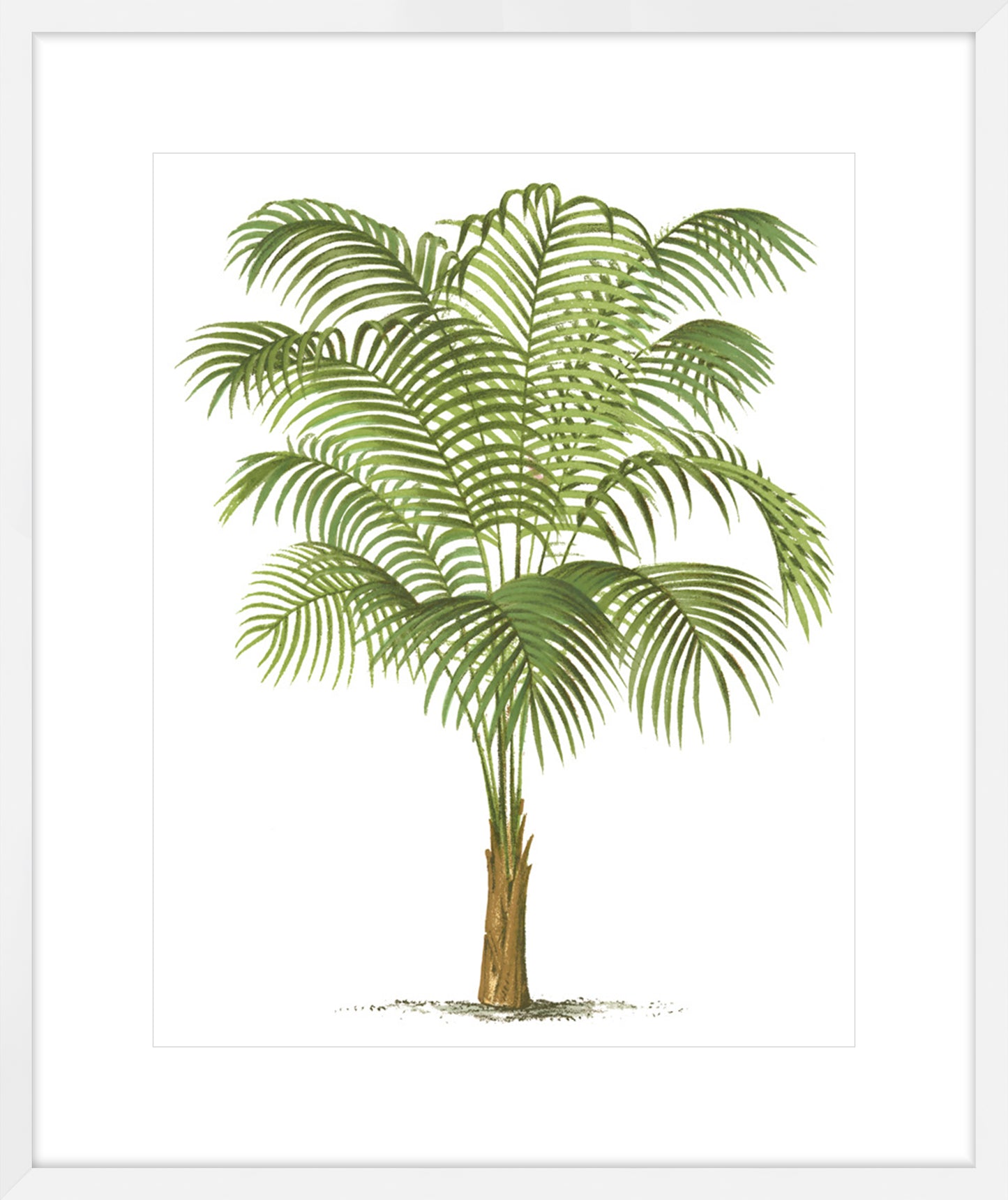 Coastal Palm III