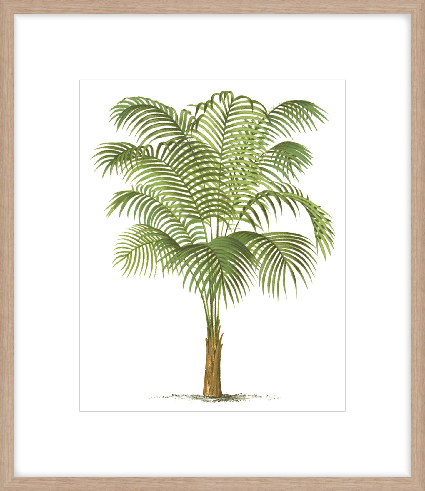 Coastal Palm III