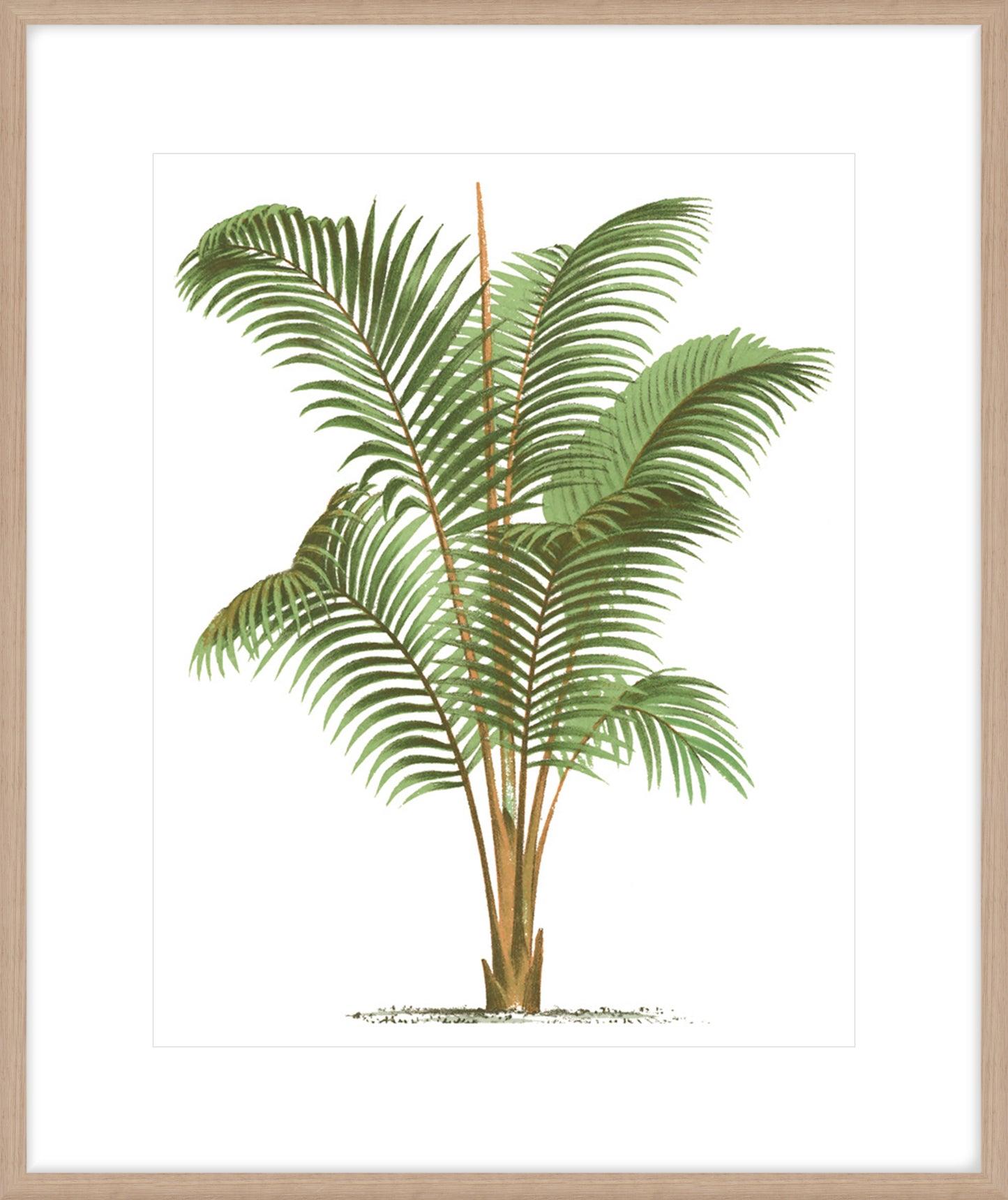 Coastal Palm II