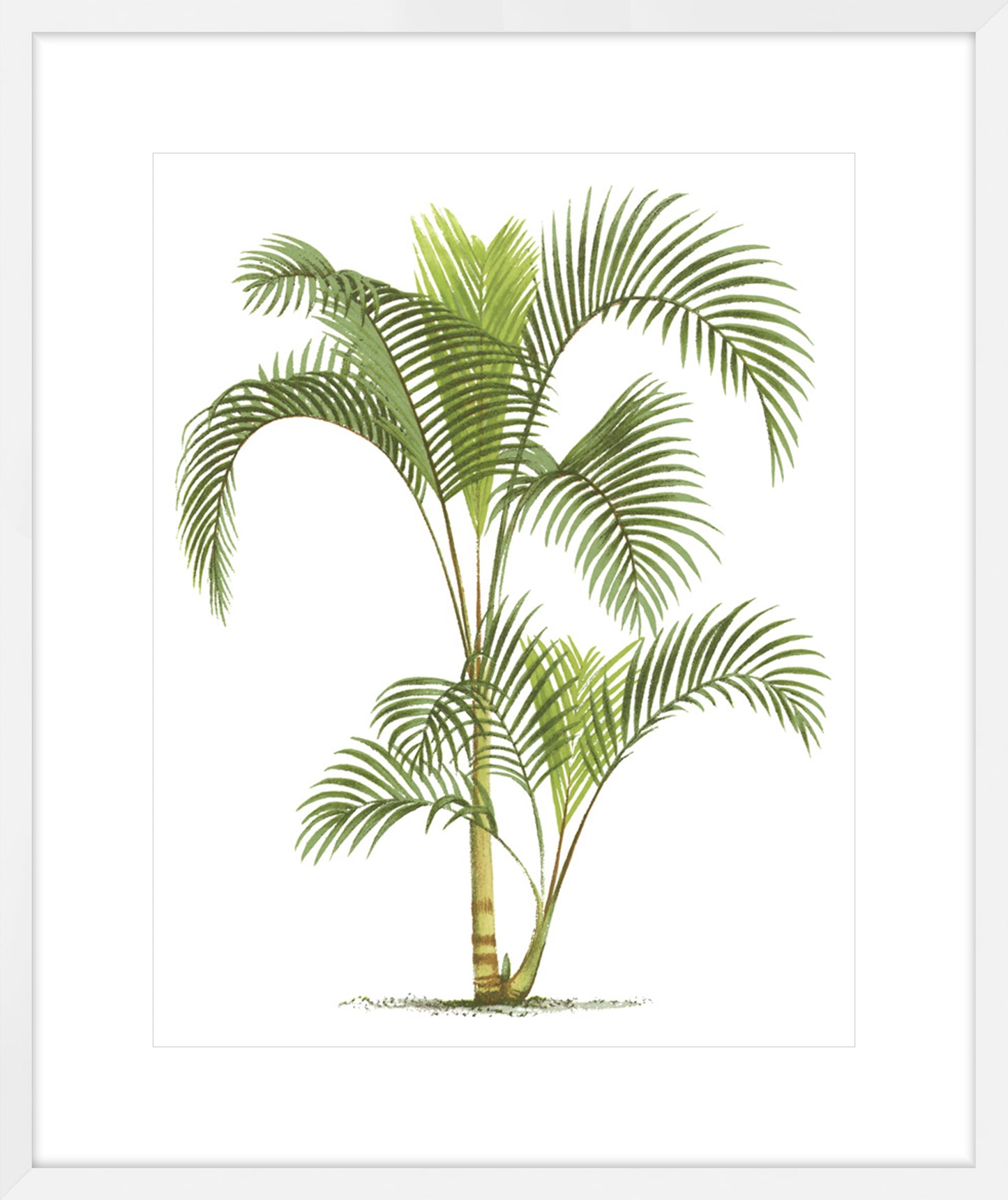Coastal Palm IV