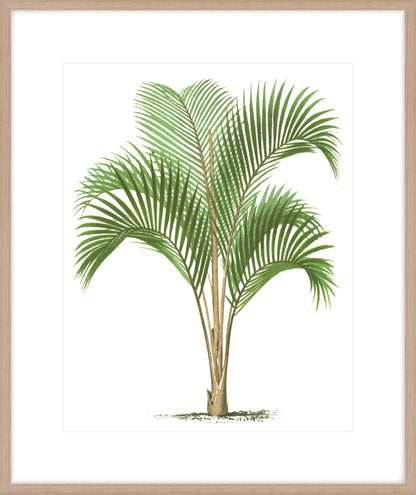 Coastal Palm I