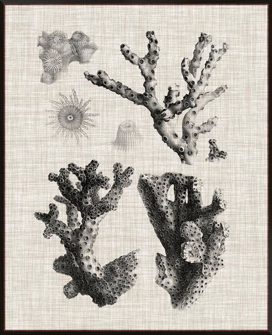 Coral Specimen III - Canvas