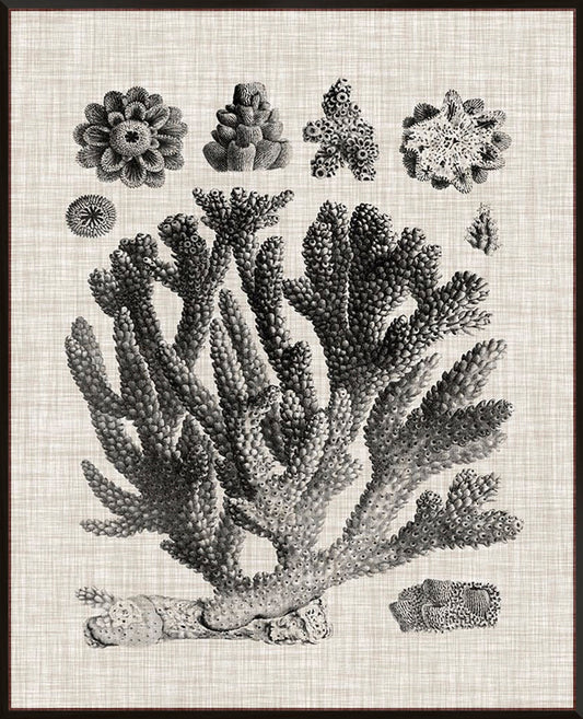 Coral Specimen IV - Canvas