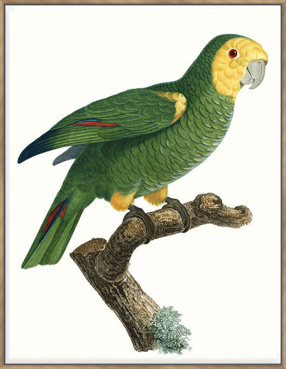 Parrot Of The Tropics Iv 123X93Cm / Natural