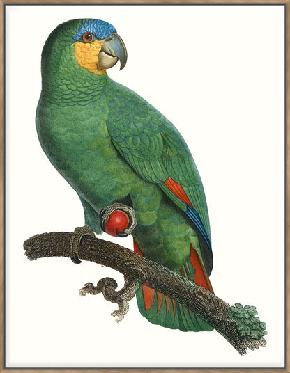 Parrot Of The Tropics I 123X93Cm / Natural