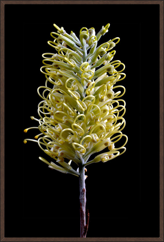 Yellow Grevillea Flower