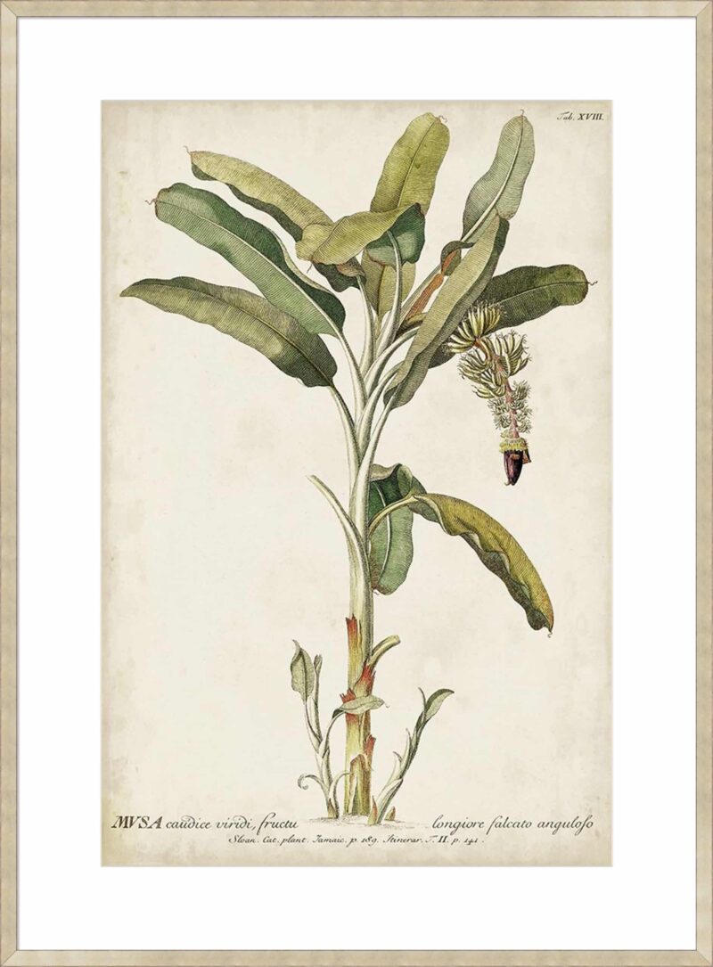 Banana Palm II_B-21-CHPG-DP-10