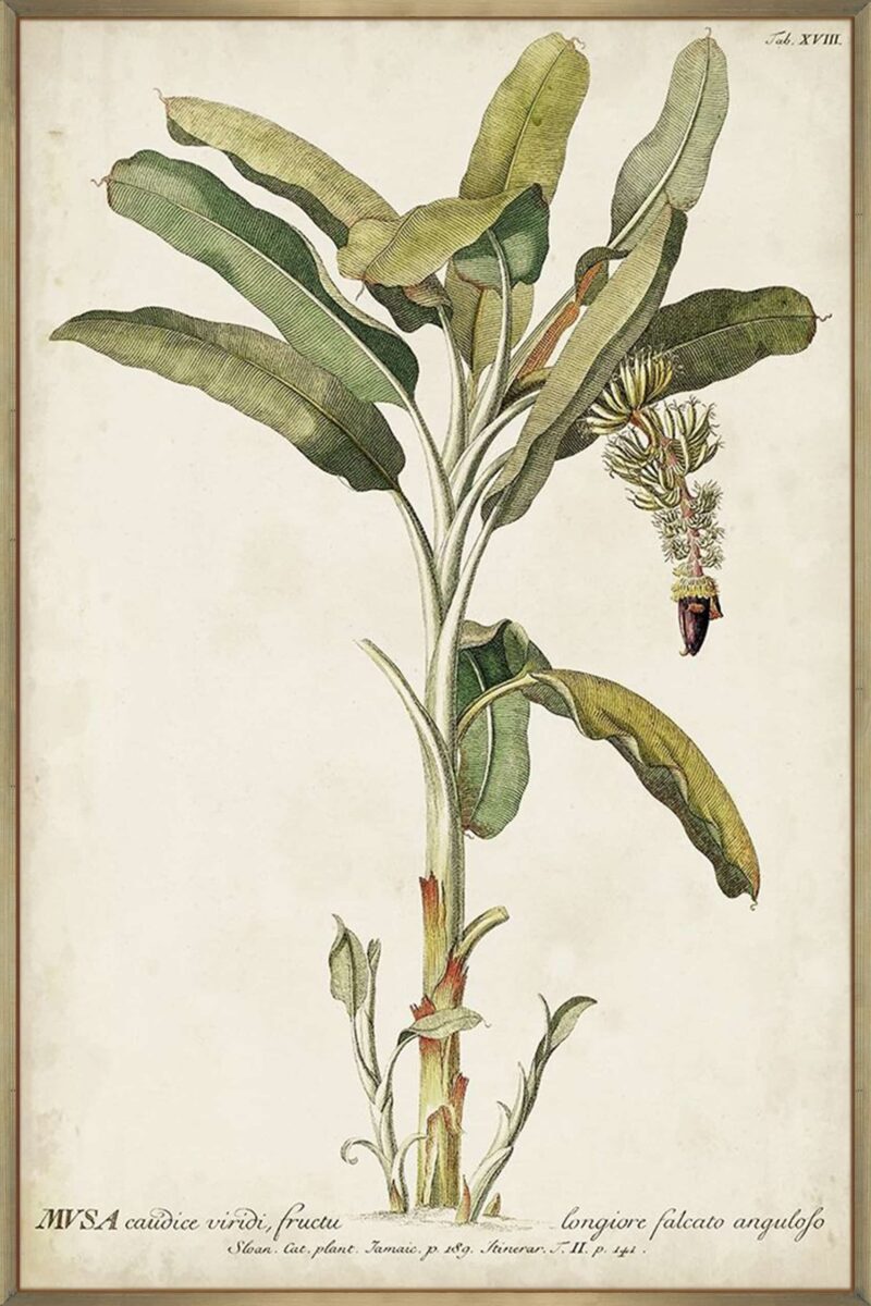 Banana Palm II_G-12-CHPG-STDP