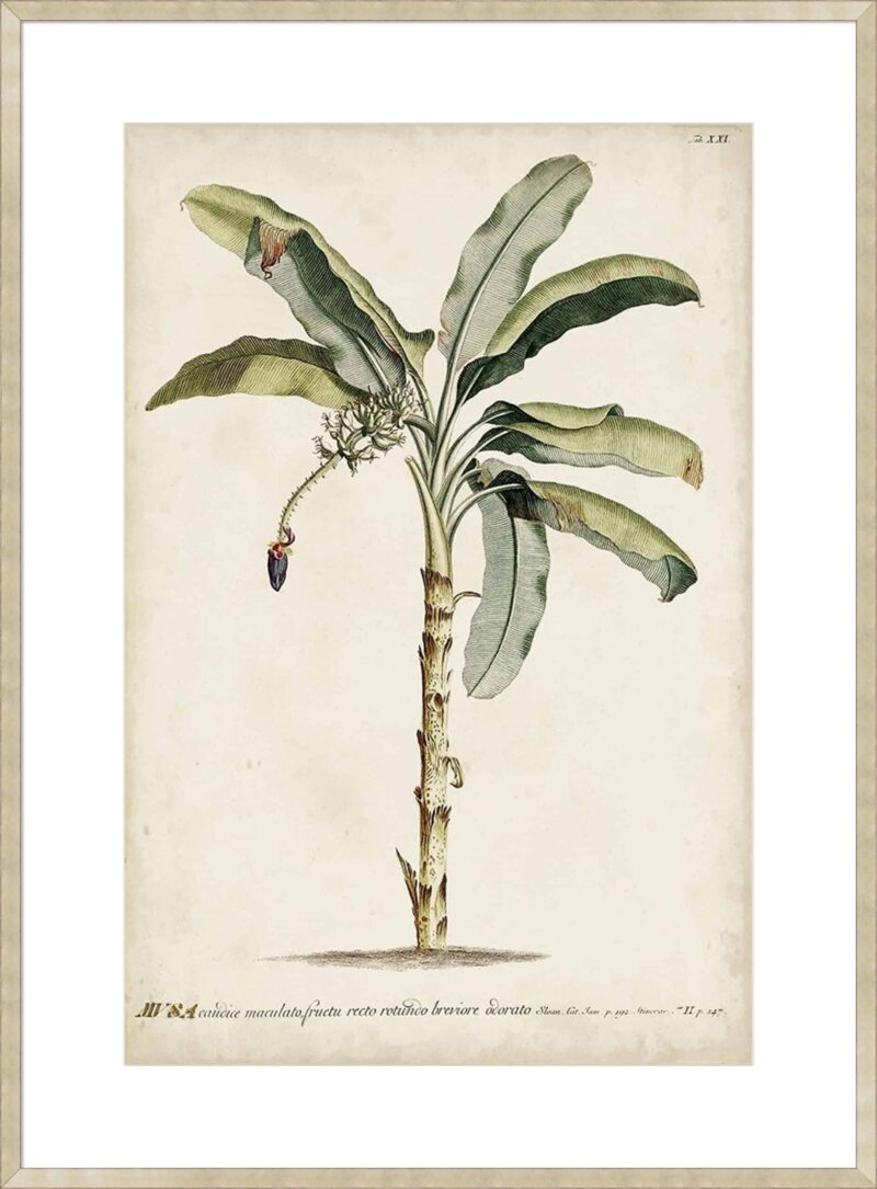 Banana Palm I_B-21-CHPG-DP-10
