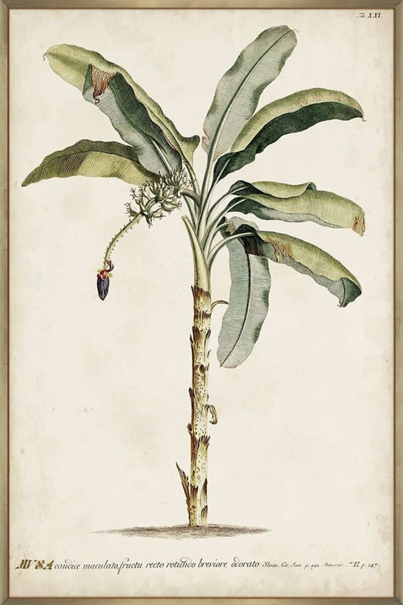 Banana Palm I_G-12-CHPG-STDP