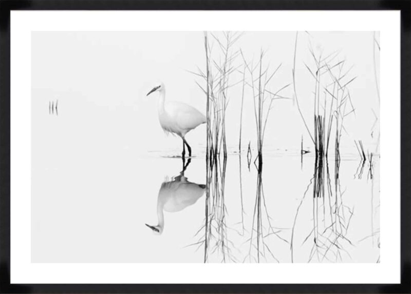 Planinski – White_B-17-BLK-BL-5