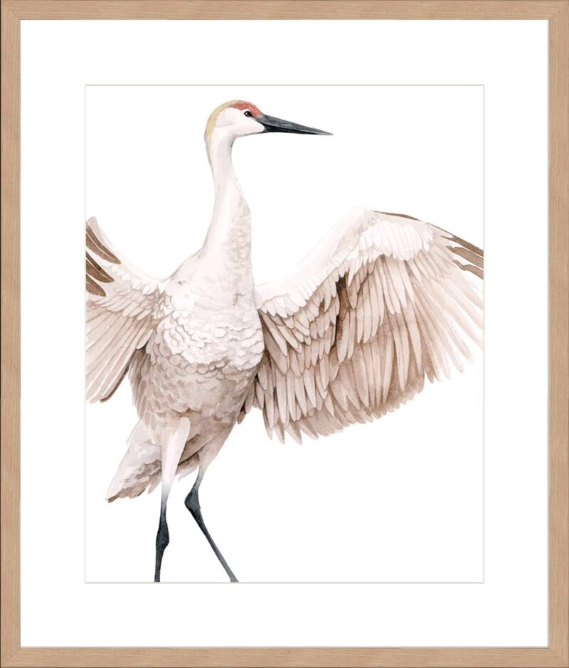 Whooping Crane I_B-4-NAT-S-MA-10