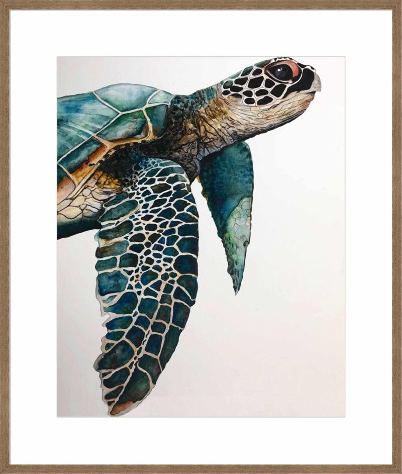 Great Sea Turtle_B-26-COY-S-APY-10