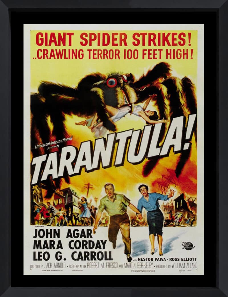 Tarantula - Canvas on Board Black Shelf