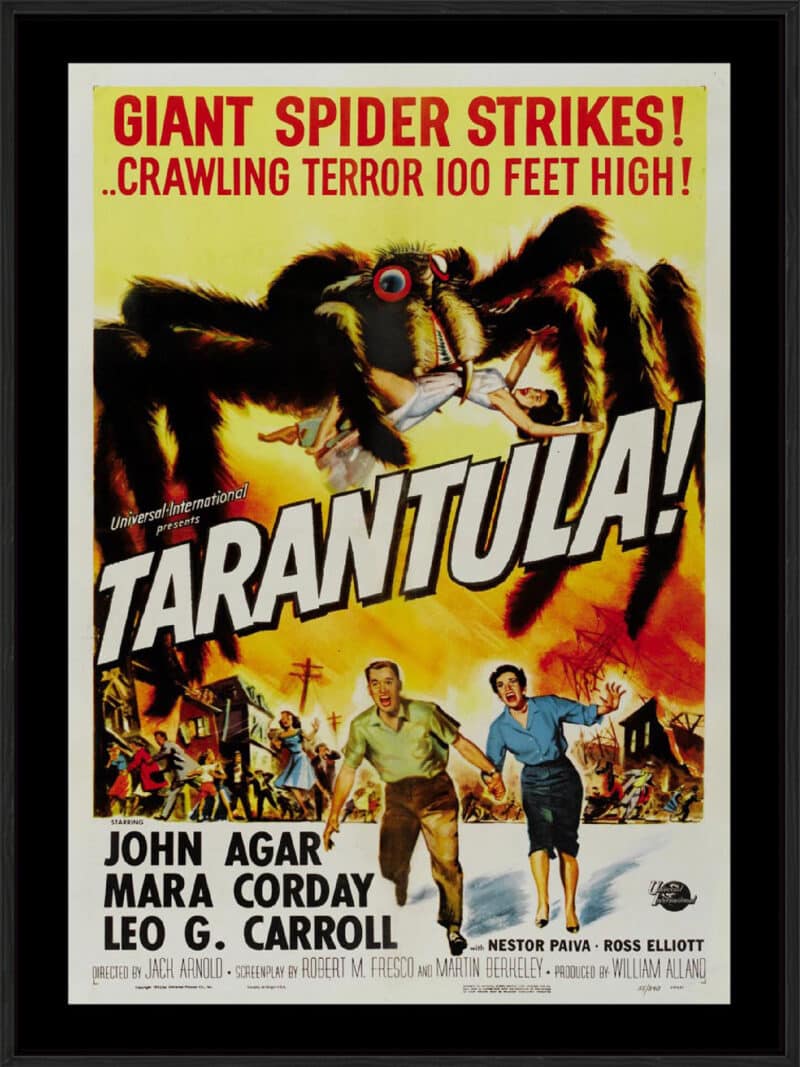 Tarantula - Canvas Gallery Black