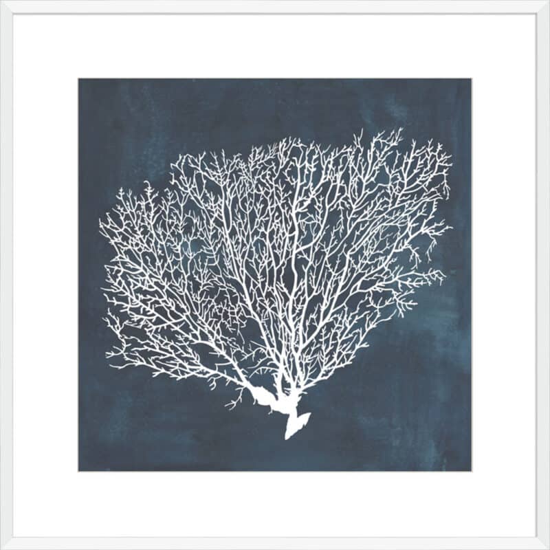 Inverse Sea Fan II - 10cm Mount Board Box White