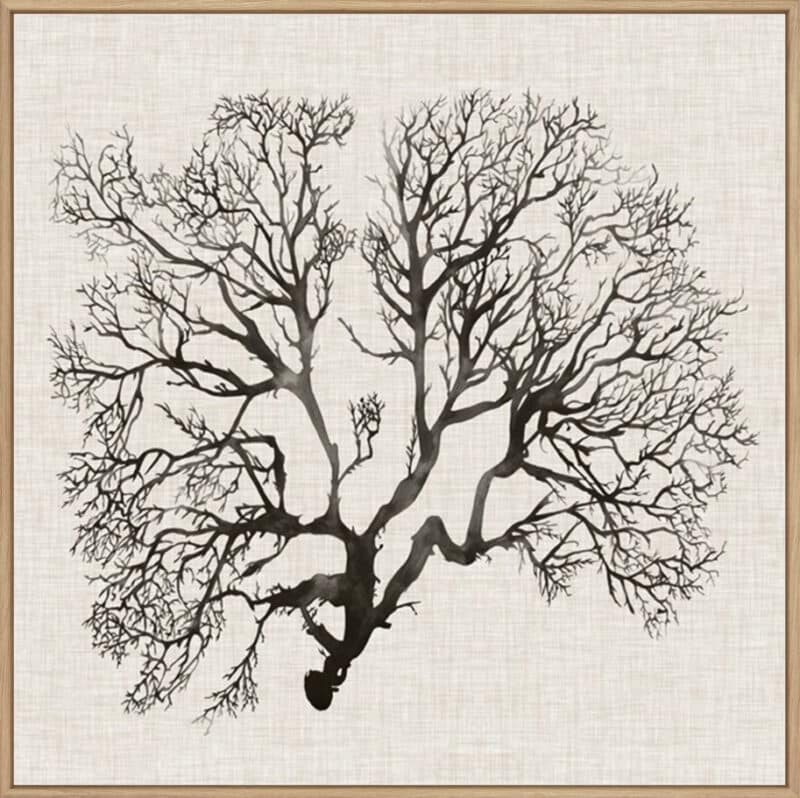 Shadow Sea Fan III - Canvas Gallery Natural