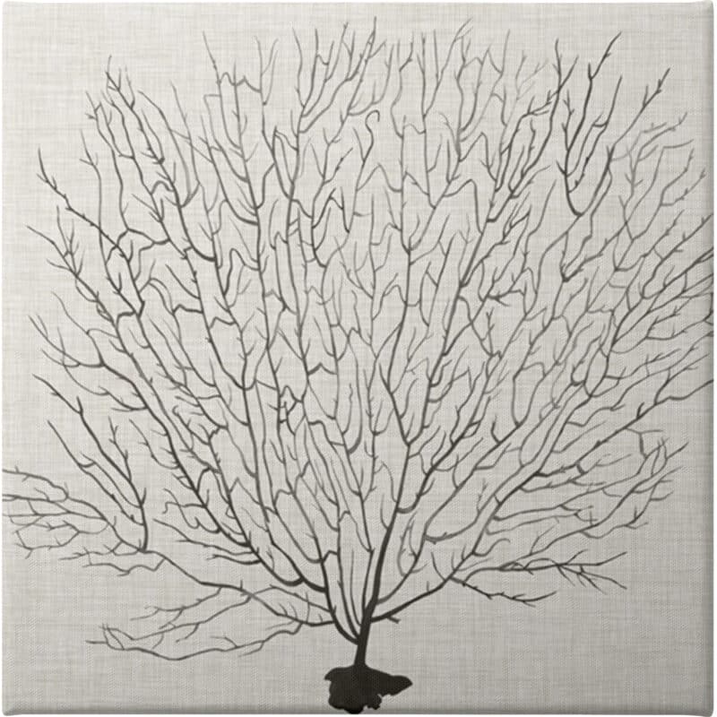 Shadow Sea Fan II - Unframed Canvas Unframed Canvas