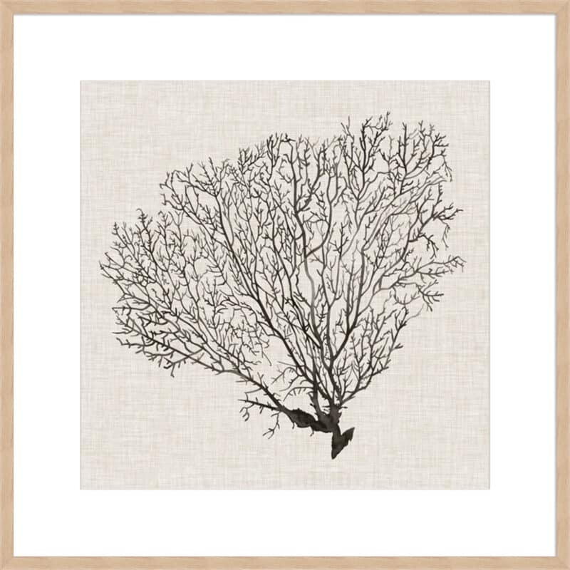 Shadow Sea Fan IV - 10cm Mount Board Box Natural