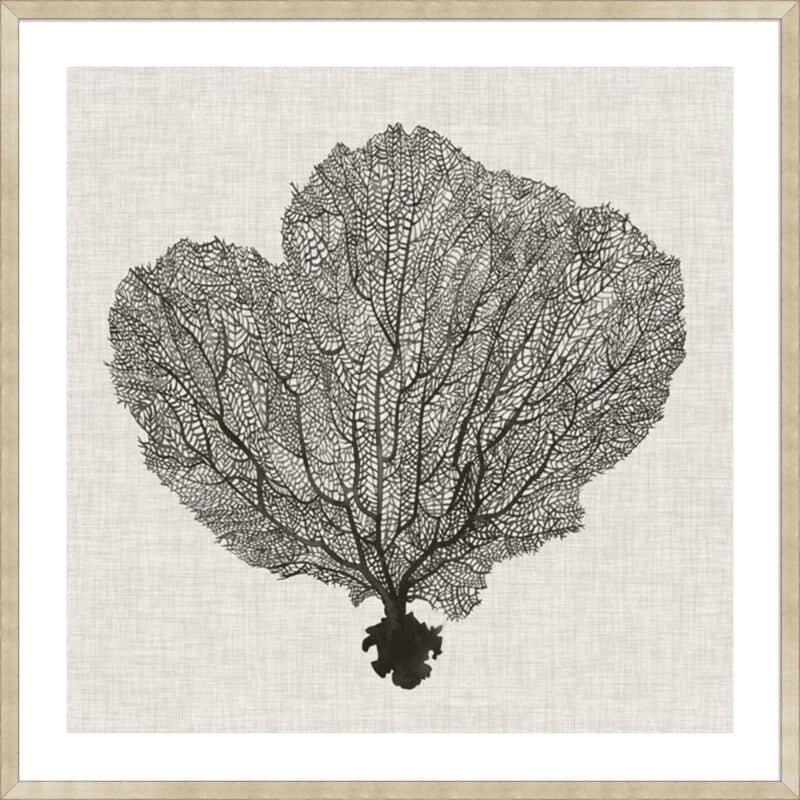 Shadow Sea Fan I - 5cm White Border Sm. Box Champagne