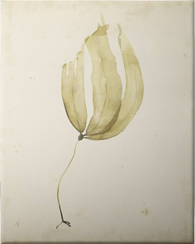 Watercolor Sea Grass III - Unframed Canvas Unframed Canvas