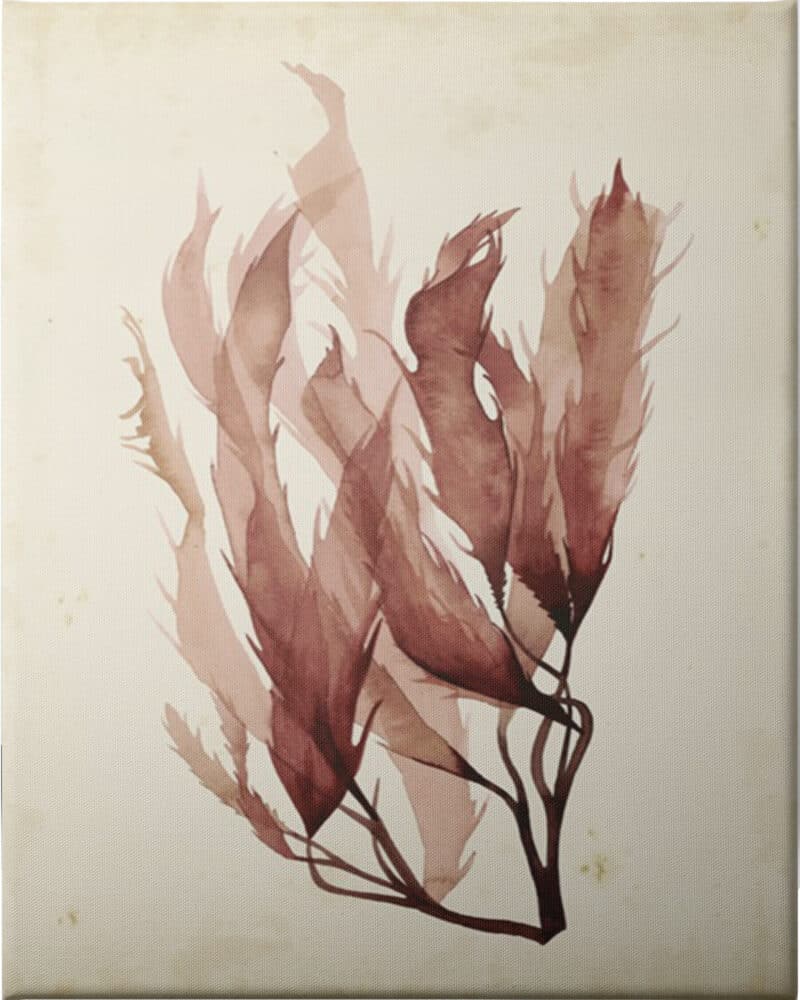 Watercolor Sea Grass IV - Unframed Canvas Unframed Canvas