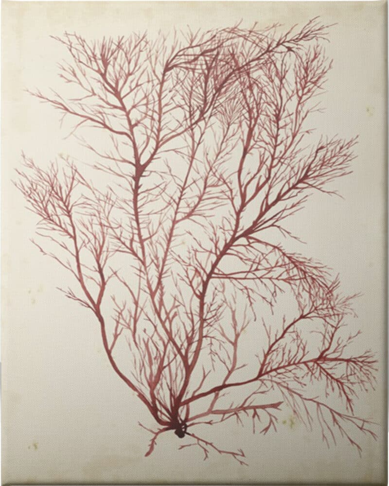 Watercolor Sea Grass I - Unframed Canvas Unframed Canvas