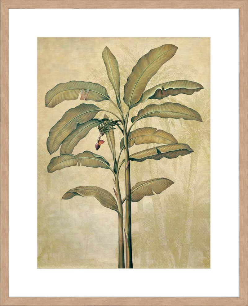 Palms of the Tropics II  - 10cm Mount Board Lg. Box Natural