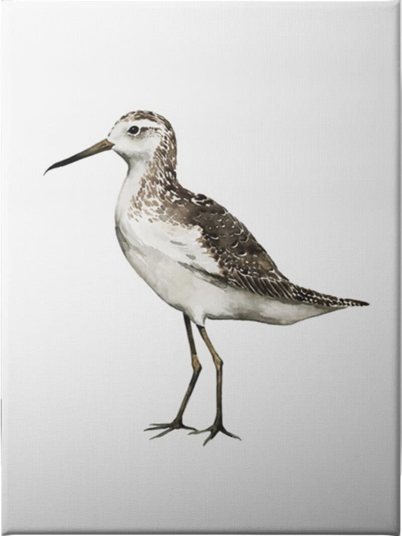 Sea Bird VI - Unframed Canvas Unframed Canvas