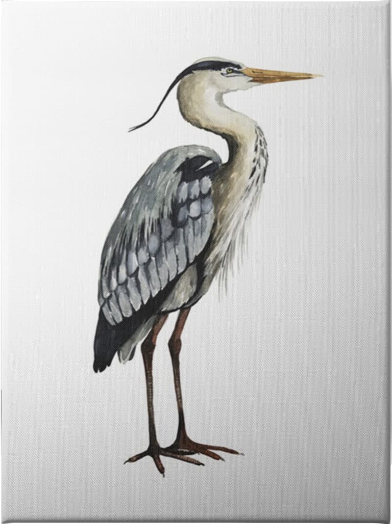Sea Bird V - Unframed Canvas Unframed Canvas