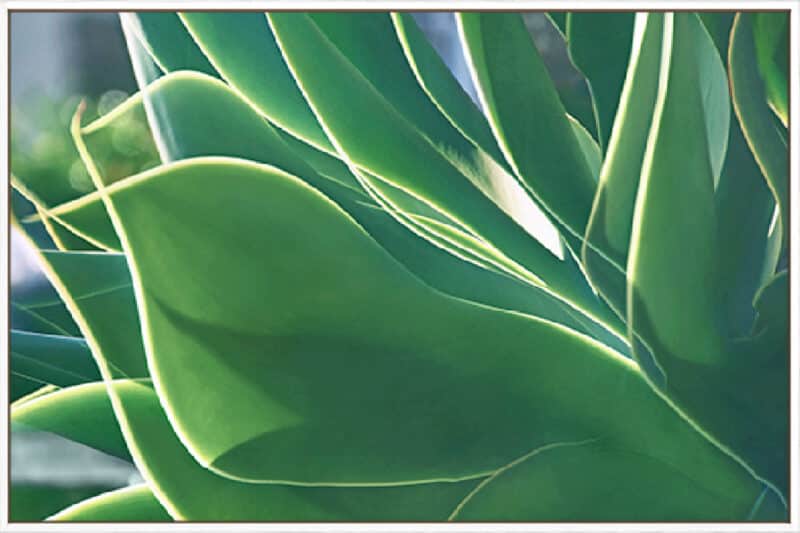 Sunset Glow II - Canvas Gallery White
