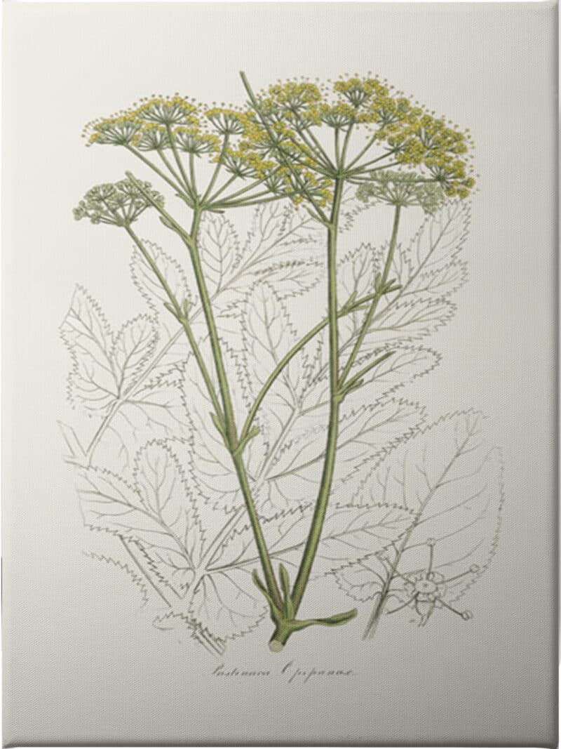 Botanical Study - Unframed Canvas Unframed Canvas