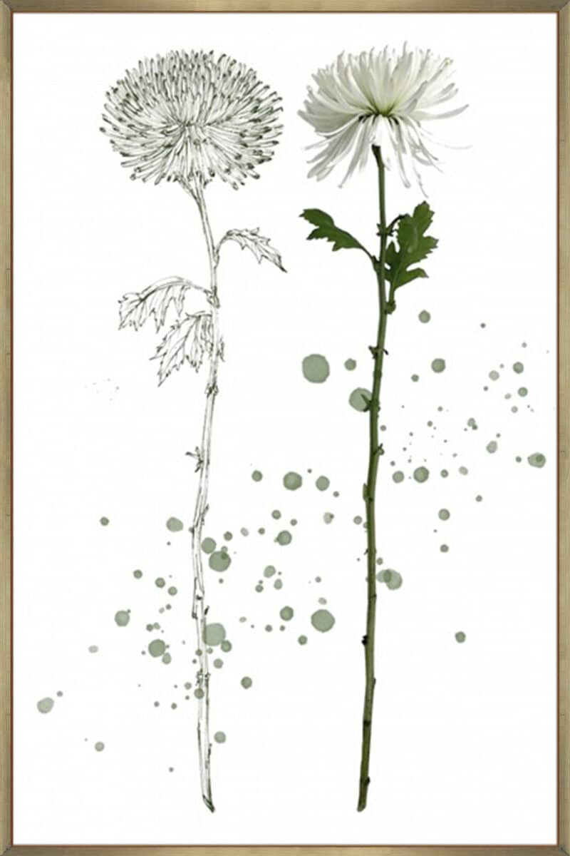 Botany Flower IV - Canvas Gallery Champagne