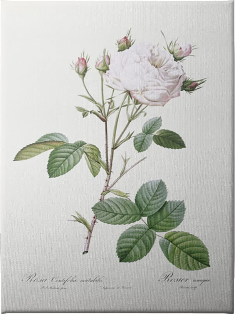 Cabbage Rose White Provence - Unframed Canvas Unframed Canvas