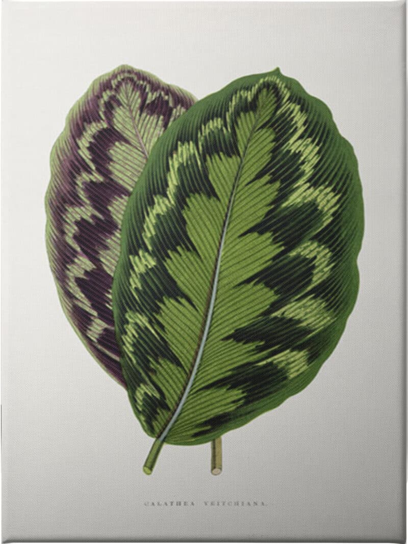 Calathea Veitchiana Leaf - Unframed Canvas Unframed Canvas