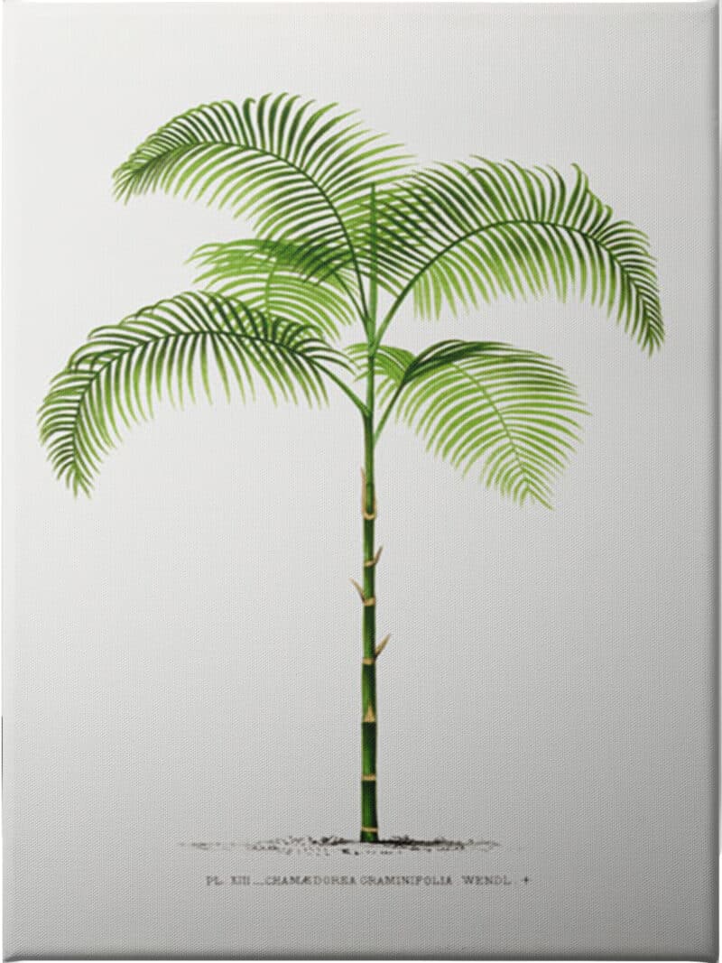 Chamaedorea - Unframed Canvas Unframed Canvas