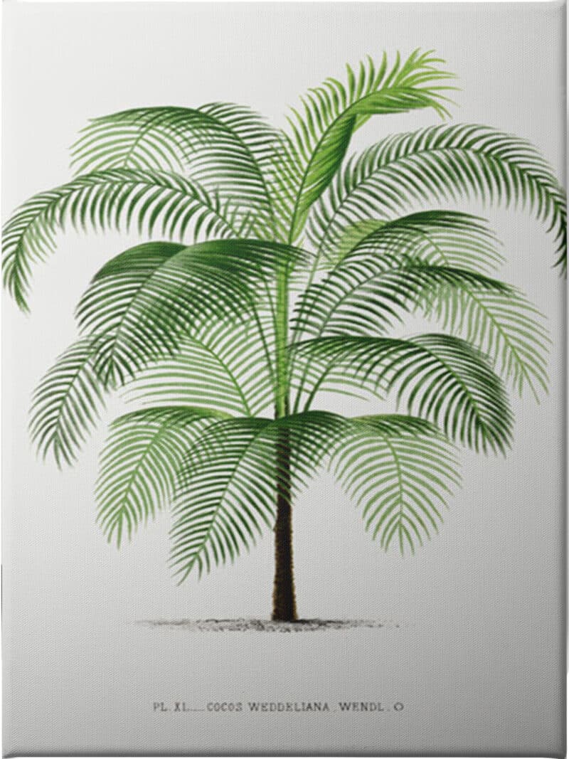 Cocos Weddeliana - Unframed Canvas Unframed Canvas